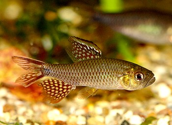 Crenuchus spilurus Fleckenschwanzsalmler 