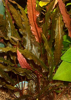 Cryptocoryne wendtii, Wendts Wasserkelch