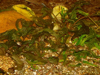 Cryptocorynen-Krankheit