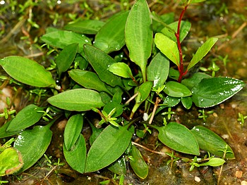 Cryptocoryne willisii