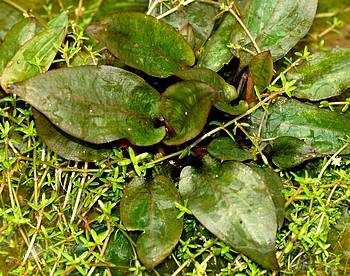 Cryptocoryne wendtii, Wendts Wasserkelch