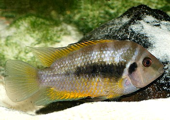 Cryptoheros nanoluteus Gelber von Panama