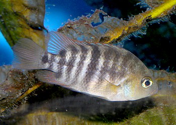 Cryptoheros sajica Sajica-Buntbarsch 