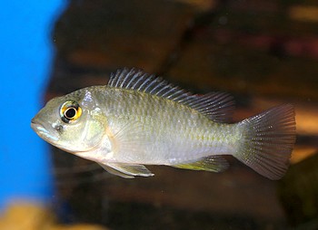 Ctenochromis polli Rotkehlmaulbrter 