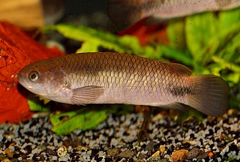 Ctenopoma pellegrini Pellegrins Buschfisch 