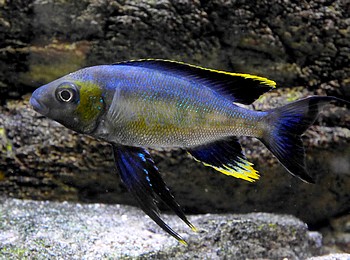 Cyatopharynx foae Groer Fadenmaulbrter 