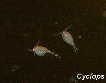 Cyclops 005a
