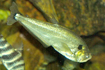 Cynodon gibbus Sbelzahnsalmler