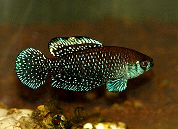 Cynolebias nigripinnis, Schwarzer Fcherfisch