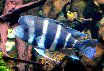 Cyphotilapia frontosa Tanganjika-Beulenkopf 