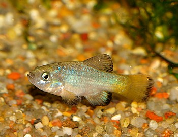 Cyprinodon eremus, Quitobaquit-Wstenkrpfling