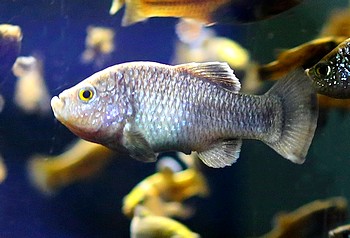 Cyprinodon veronicae, Charco Azul-Wstenkrpfling