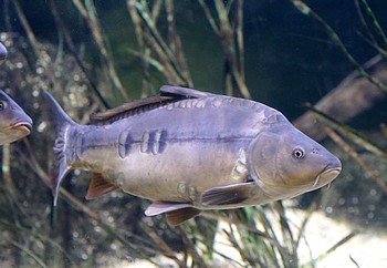 Cyprinus carpio Karpfen 
