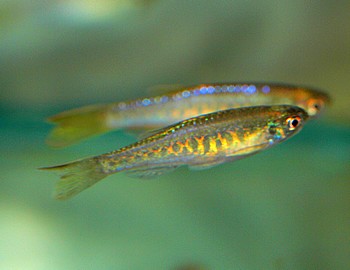 Danio aesculapi