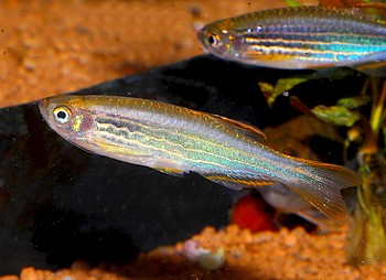 Danio kyathit, Kyathit-Brbling