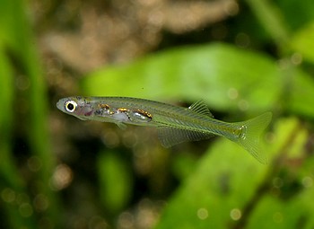 Danionella priapus, Feenbrbling