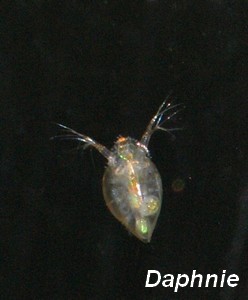 Daphnia 001a