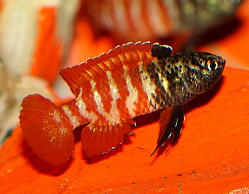 Dario spec MYANMAR Blacktiger Dario 