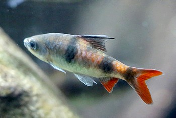 Dawkinsia tambraparniei Tambraparni-Prachtglanzbarbe