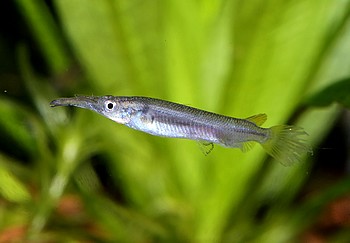 Dermogenys collettei Gelbflossen-Halbschnbler 