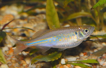 Devario annandalei Rotschwanzkrpfling 