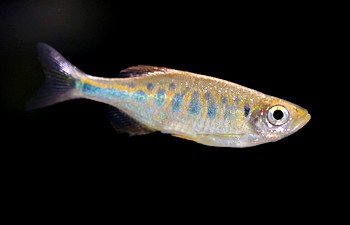 Devario pathirana SriLanka-Streifenbrbling 