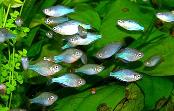 Diamantregenbogenfisch