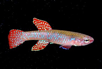 Diapteron cyanostictum