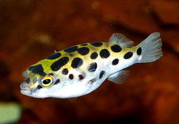 Tetraodon nigroviridis, Grüner Kugelfisch