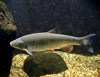 Leuciscus cephalus. Dbel