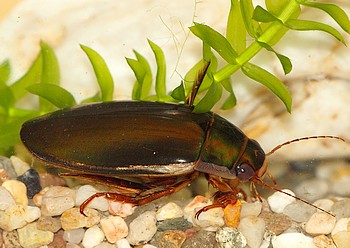 Doberschtz 31 Juli 2012 (121)