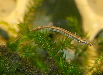 Doryichthys deokhatoides