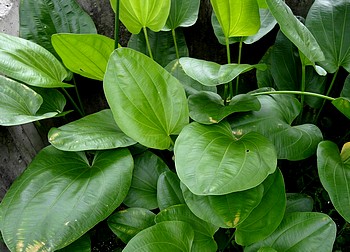 Echinodorus grandiflorus 