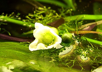 Echinodorus horizontalis, Horizontale Schwertpflanze