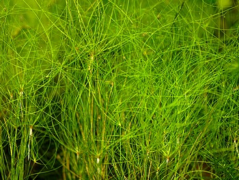 Eleocharis vivipara, Regenschirmsimse