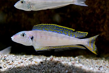 Enantiopus melanogenys 