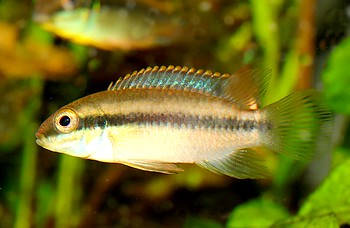 Enigmatochromis lucanusi Blauer Prachtbuntbarsch 