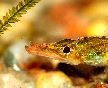 Enneacampus ansorgii