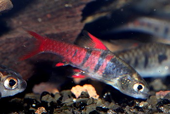 Enteromius jae Rotblaue Zwergbarbe 