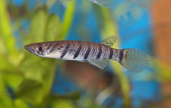 Epiplaty infrafasciatus 