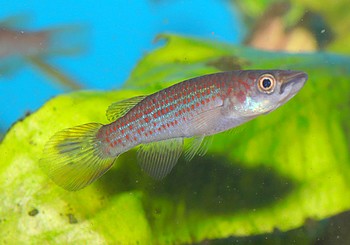 Epiplaty lamottei Blauer Hechtling 