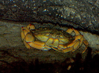 Eriocheir sinensis Wollhandkrabbe 