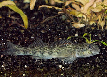 Etheostoma blennioides 001