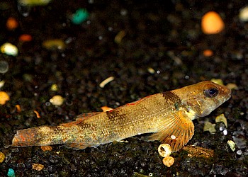 Etheostoma variatum Gefleckter Springbarsch 