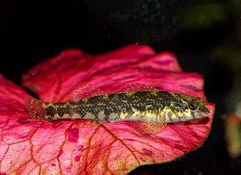 Etheostoma zonale Gebänderter Springbarsch 