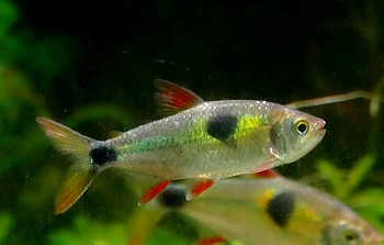 Exodon paradoxus Zweitupfen-Raubsalmler 