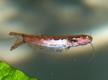 Helogenes marmoratus, Marmorierter Fhnchenwels