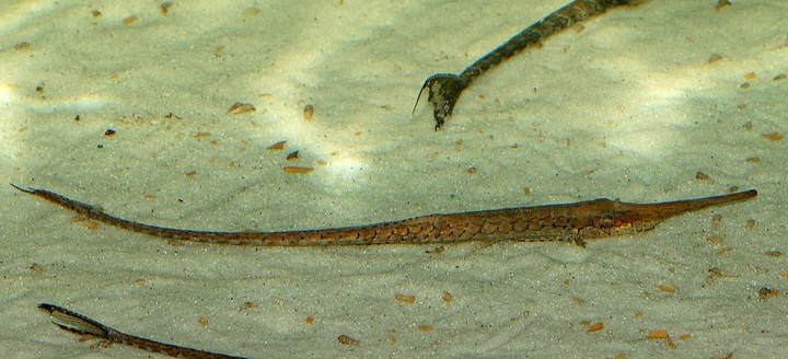 Farlowella platorhynchus Langnasen-Nadelwels