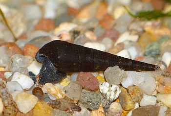 Faunus ater, Teufelshornschnecke, Süßwasserschnecke Faunus ater, Teufelshornschnecke, Süßwasserschnecke