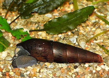 Faunus ater, Kupfer-Turmdeckelschnecke, Swasserschnecke